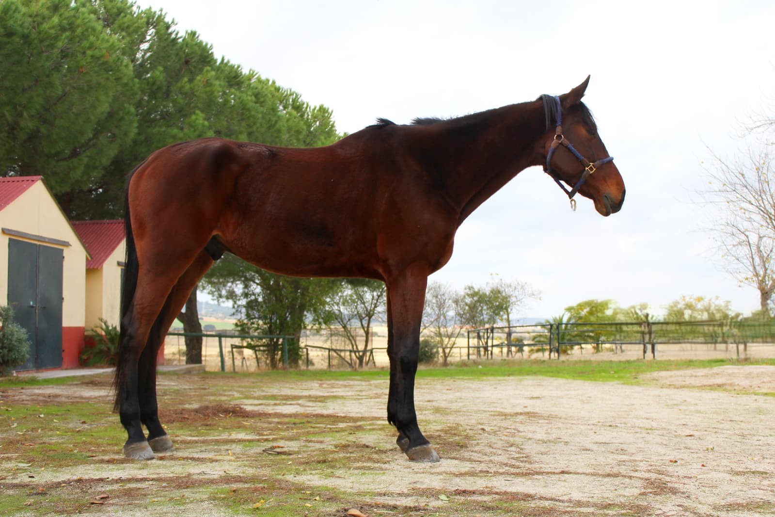 horse